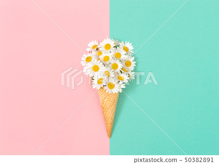 Chamomile flowers pink blue background Floral flat 50382891