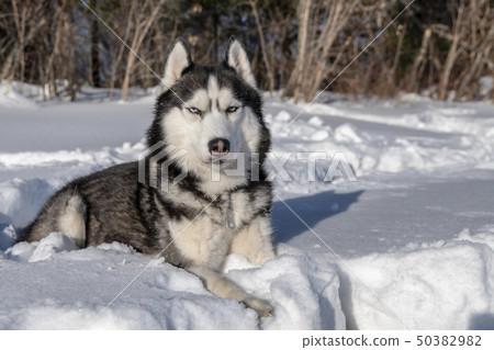 Siberian Husky dog lie on snow. 50382982