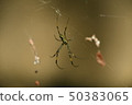 蜘蛛網 50383065