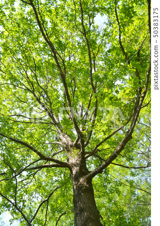 榿木新鮮的綠色 50383175