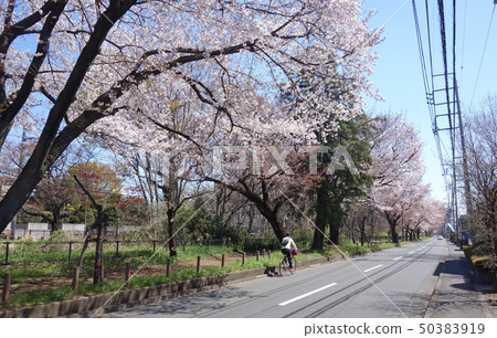 玉川上水櫻花(Koradanaka,Horinonaka-dori Kihei Bridge-Akaneya Bridge) 玉川上水櫻花(Koradanaka,Horinonaka-dori Kihei Bridge-Akaneya Bridge) 50383919