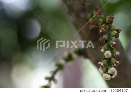 Focus on organic langsat or lanzones flower tree Focus on organic langsat or lanzones flower tree 50384107