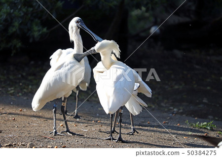 Two Spoonbills Two Spoonbills 50384275