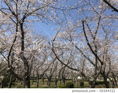 Cherry Blossom	 50384312