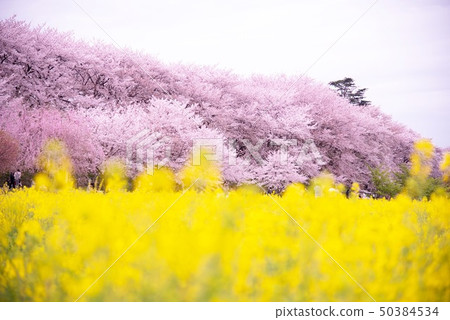 櫻花和油菜花 50384534