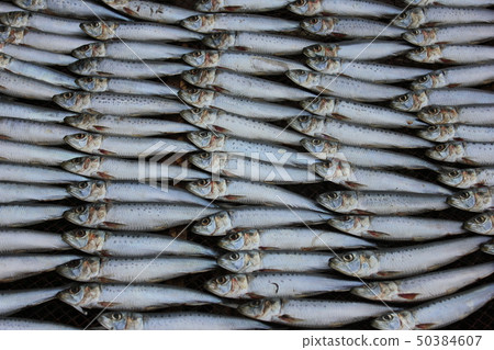 沙丁魚沙丁魚▷▷▷▷▷▷▷ 沙丁魚沙丁魚▷▷▷▷▷▷▷ 50384607