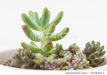 Potted succulent plants Potted succulent plants 50384611
