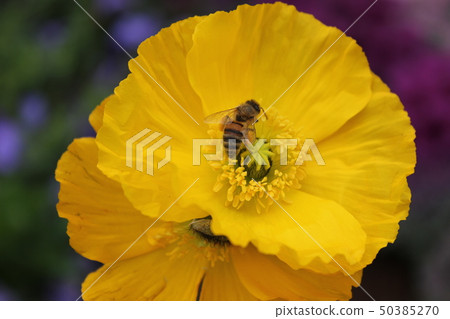 Poppies and bees. +: *Poppy*+. :*.◦・ Poppies and bees. +: *Poppy*+. :*.◦・ 50385270