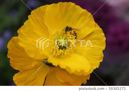 Poppies and bees. +: *Poppy*+. :*.◦・ 50385271