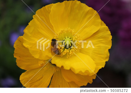 Poppies and bees. +: *Poppy*+. :*.◦・ 50385272