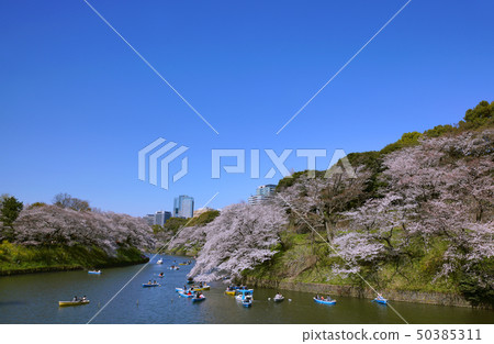 Tokyo cityscape in Japan Overlooking Chidorigafuchi / Sakura (Hanami by boat) 50385311
