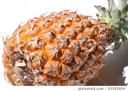 小松 小松 50385604