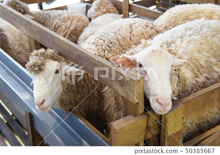 Sheeps from selected breeds livestock Sheeps from selected breeds livestock 50385667