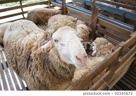 Sheeps from selected breeds livestock Sheeps from selected breeds livestock 50385672