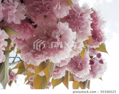 Yaezakura Yaezakura 50386025