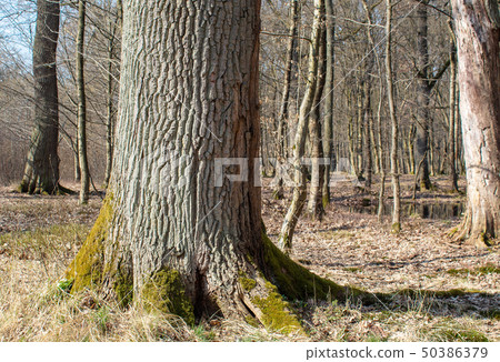 big tree in spring forest big tree in spring forest 50386379