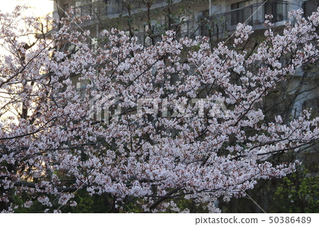 櫻花在住宅區 50386489