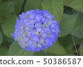 Blue hydrangea 50386587