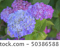 Blue and pink hydrangea 50386588