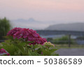 early morning hydrangea 50386589