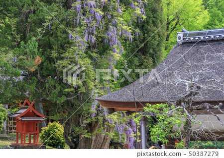 Kasuga Taisha Fuji 50387279