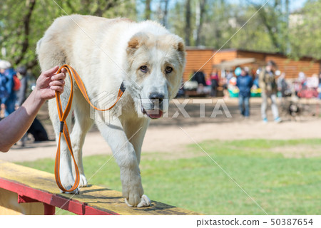 Central Asian Shepherd Dog (alabai) - puppy Central Asian Shepherd Dog (alabai) - puppy 50387654