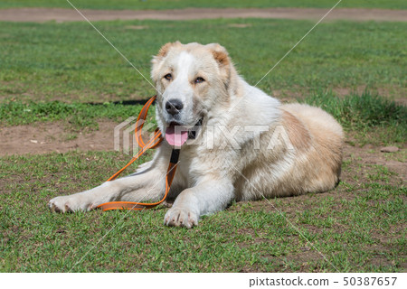 Are Central Asian Shepherd Dogs Purebred