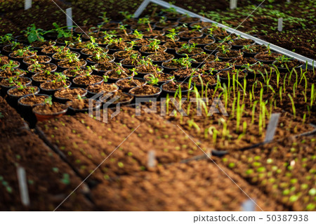 Seedlings in a botanical greenhouse. 50387938