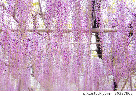 Ofuji, Yaefuji, Ashikaga Flower Park (Ashiga, Tochigi) 50387963