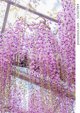 Ofuji, Yaefuji, Ashikaga Flower Park (Ashiga, Tochigi) 50387964