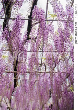 Ofuji, Yaefuji, Ashikaga Flower Park (Ashiga, Tochigi) 50387965