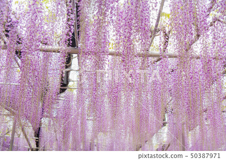 Ofuji, Yaefuji, Ashikaga Flower Park (Ashiga, Tochigi) 50387971