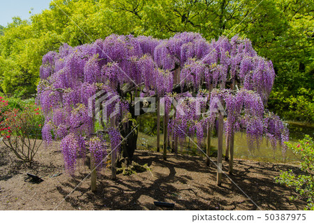 Ofuji, Yaefuji, Ashikaga Flower Park (Ashiga, Tochigi) 50387975