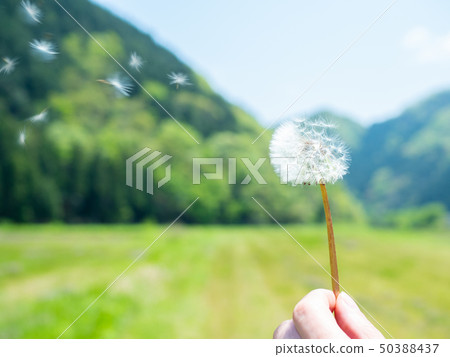 Dandelion fluff Dandelion fluff 50388437