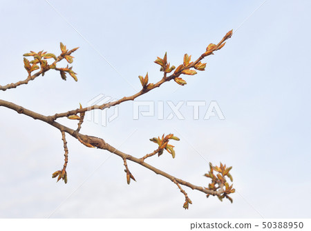Earrings flowering poplar. 50388950