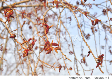 Earrings flowering poplar. 50388951