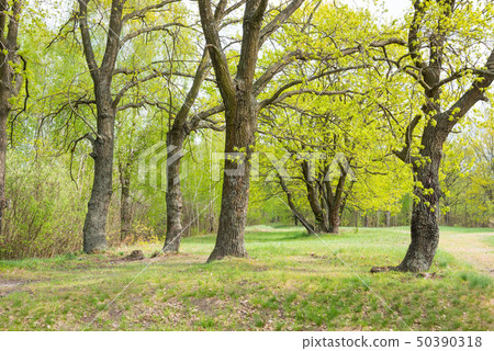 Green park with oak trees Green park with oak trees 50390318