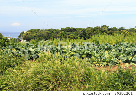 Field (spring) 50391201