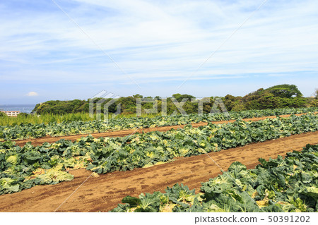 Field (spring) Field (spring) 50391202