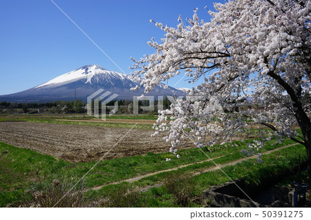 Spring Iwateyama 50391275