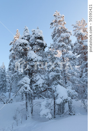 Trees covered in snow at winter forest - Stock Photo [50391421] - PIXTA