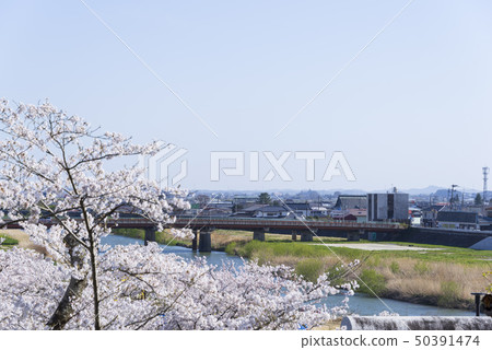 Kiritani-cho Eigawa Sakura Spring Bridge Bridge Kiritani-cho Eigawa Sakura Spring Bridge Bridge 50391474