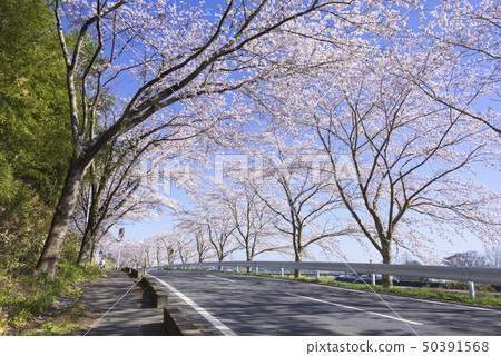 櫻花樹排列樹道東北宮城Uguisudanicho 櫻花樹排列樹道東北宮城Uguisudanicho 50391568