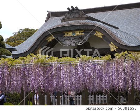 Myokuji寺的富士節Ofuji Myokuji寺的富士節Ofuji 50391655