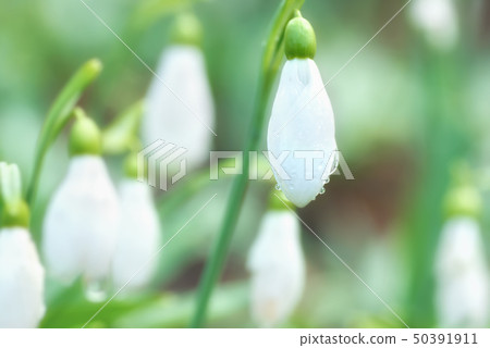 Snowdrop- spring white flower 50391911