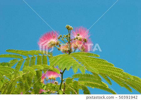Flowers of acacia (Albizzia julibrissin) 50391942
