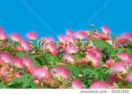 Flowers of acacia (Albizzia julibrissin) Flowers of acacia (Albizzia julibrissin) 50391948