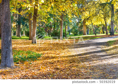 Autumn park at bright sunny day 50392019