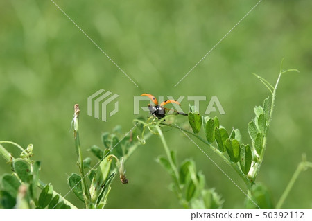 Ladybird feather Ladybird feather 50392112