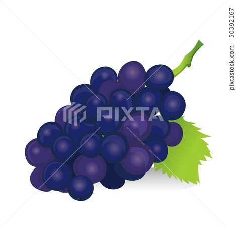Persimmon Illustration Grapes Kyoho Pione | Summer Fruit Food | Vector Data Persimmon Illustration Grapes Kyoho Pione | Summer Fruit Food | Vector Data 50392167